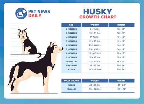 husky growing chart|husky height and weight chart.